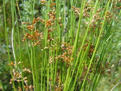 Juncus decipiens