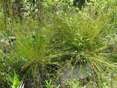 Juncus decipiens