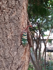 Pyrops candelaria