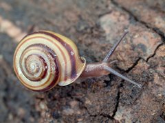 Planispira quadrifasciata