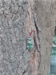 Pyrops candelaria