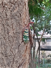 Pyrops candelaria