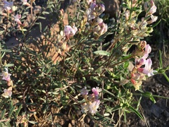 Astragalus whitneyi