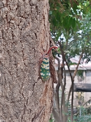 Pyrops candelaria