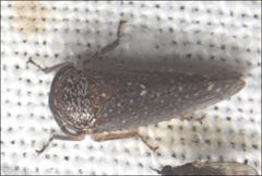 Putoniessa
