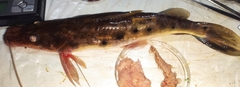 Hemisorubim platyrhynchos