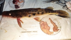 Hemisorubim platyrhynchos