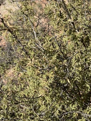 Berberis haematocarpa