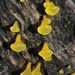 Dacrymyces capitatus - Photo (c) Damon Tighe, some rights reserved (CC BY-NC), uploaded by Damon Tighe