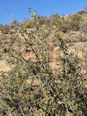 Berberis haematocarpa