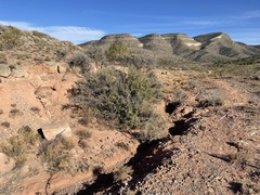 Berberis haematocarpa