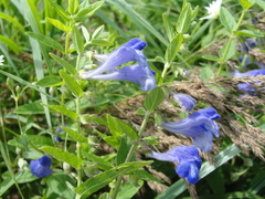 Scutellaria yezoensis