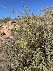 Berberis haematocarpa