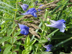 Scutellaria yezoensis