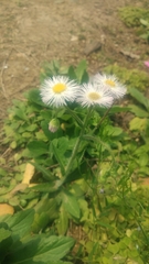Erigeron philadelphicus