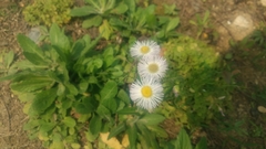 Erigeron philadelphicus