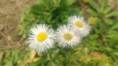 Erigeron philadelphicus