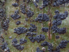 Bathelium carolinianum