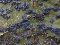 Bathelium carolinianum