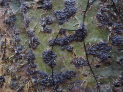 Bathelium carolinianum