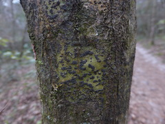 Bathelium carolinianum