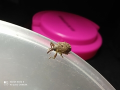 Curculionidae