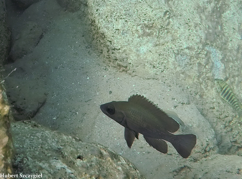 Neolamprologus toae