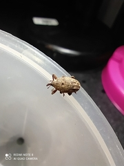 Curculionidae