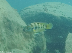 Six-Barred Lamprologus photo 2