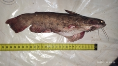Common Wood Catfish photo 2