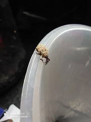 Curculionidae