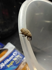 Curculionidae