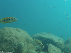 Six-Barred Lamprologus photo 3