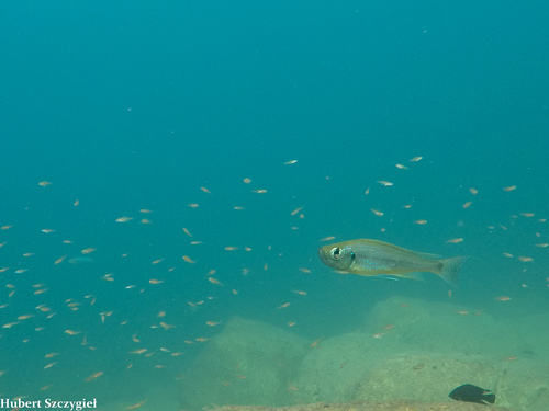 Haplotaxodon microlepis