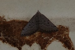 Dichromodes usurpatrix