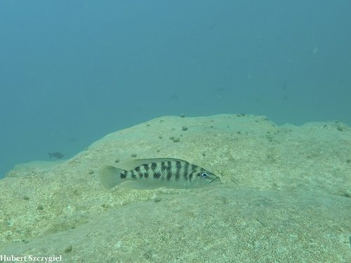 Neolamprologus fasciatus