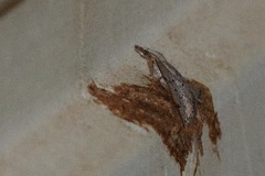 Dichromodes usurpatrix