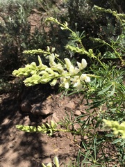 Lupinus angustiflorus