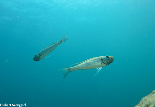 Haplotaxodon microlepis