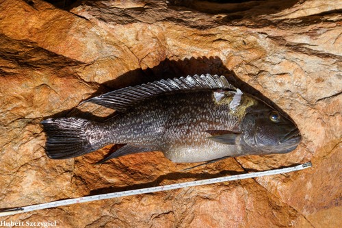 Lepidiolamprologus profundicola