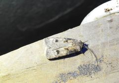 Agrotis interjectionis