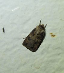 Agrotis interjectionis