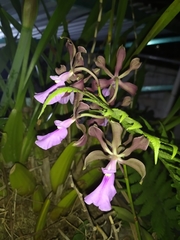 Encyclia cordigera