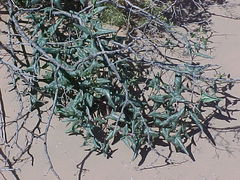 Epixiphium wislizeni