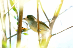 Euscarthmus meloryphus