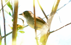 Euscarthmus meloryphus