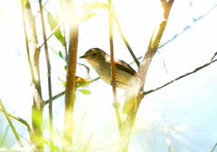 Euscarthmus meloryphus