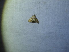 Paracymoriza eromenalis