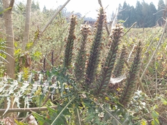 Acanthus carduaceus