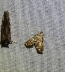 Paracymoriza eromenalis